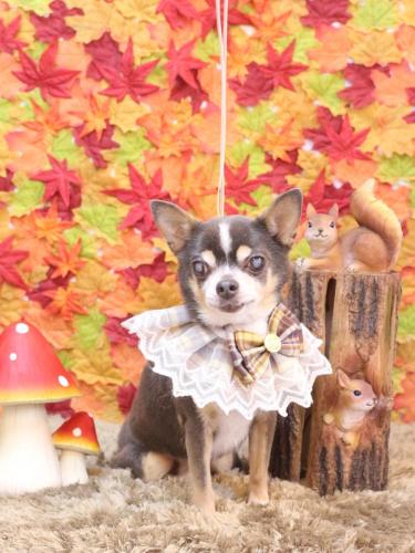 20241102メルくん